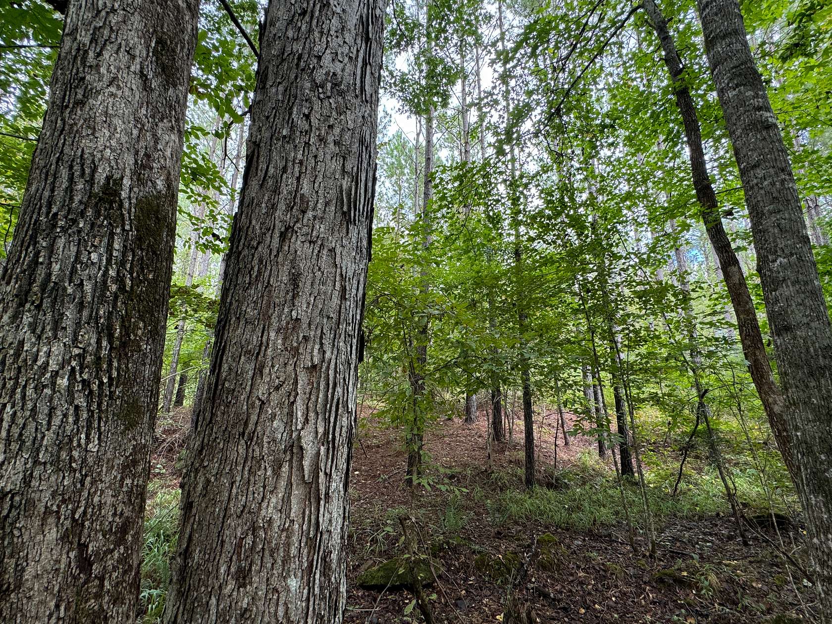 19 Acres of Recreational Land for Sale in Kellyton, Alabama