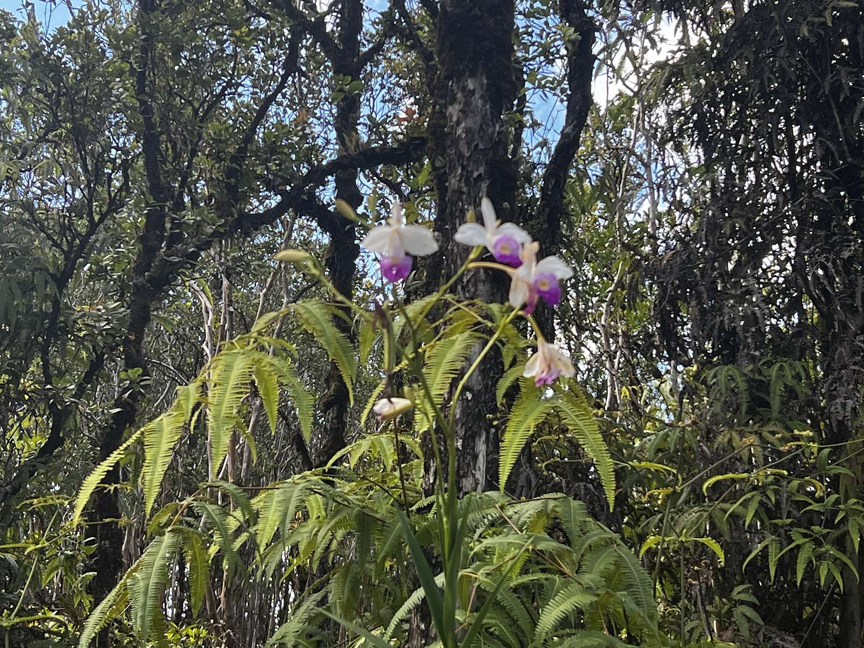 1 Acre of Land for Sale in Mountain View, Hawaii