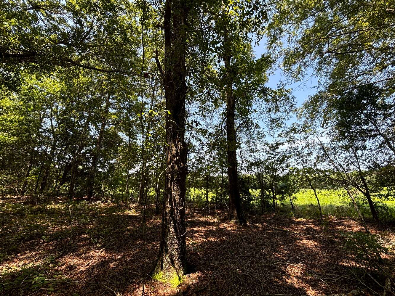 5.28 Acres of Residential Land for Sale in St. Stephen, South Carolina