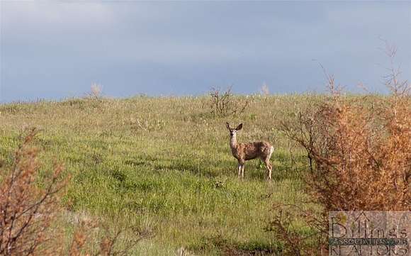 23.1 Acres of Agricultural Land for Sale in Huntley, Montana