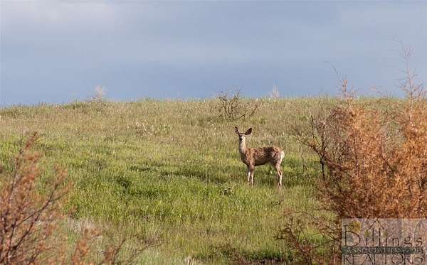 23.1 Acres of Land for Sale in Huntley, Montana