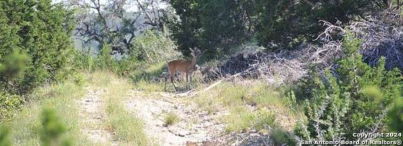 1.2 Acres of Residential Land for Sale in Canyon Lake, Texas