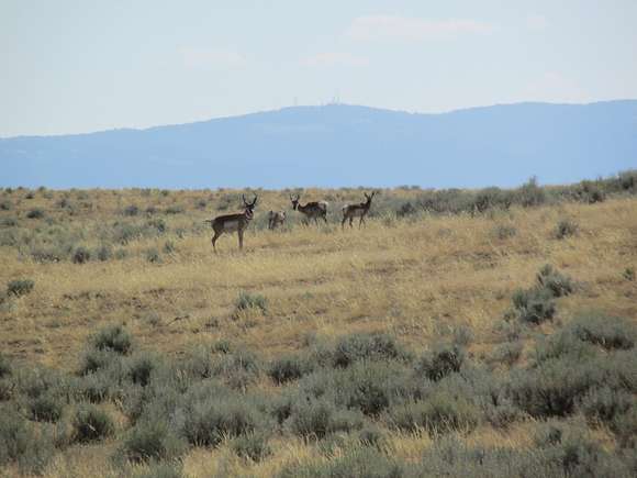 39 Acres of Recreational Land for Sale in Casper, Wyoming