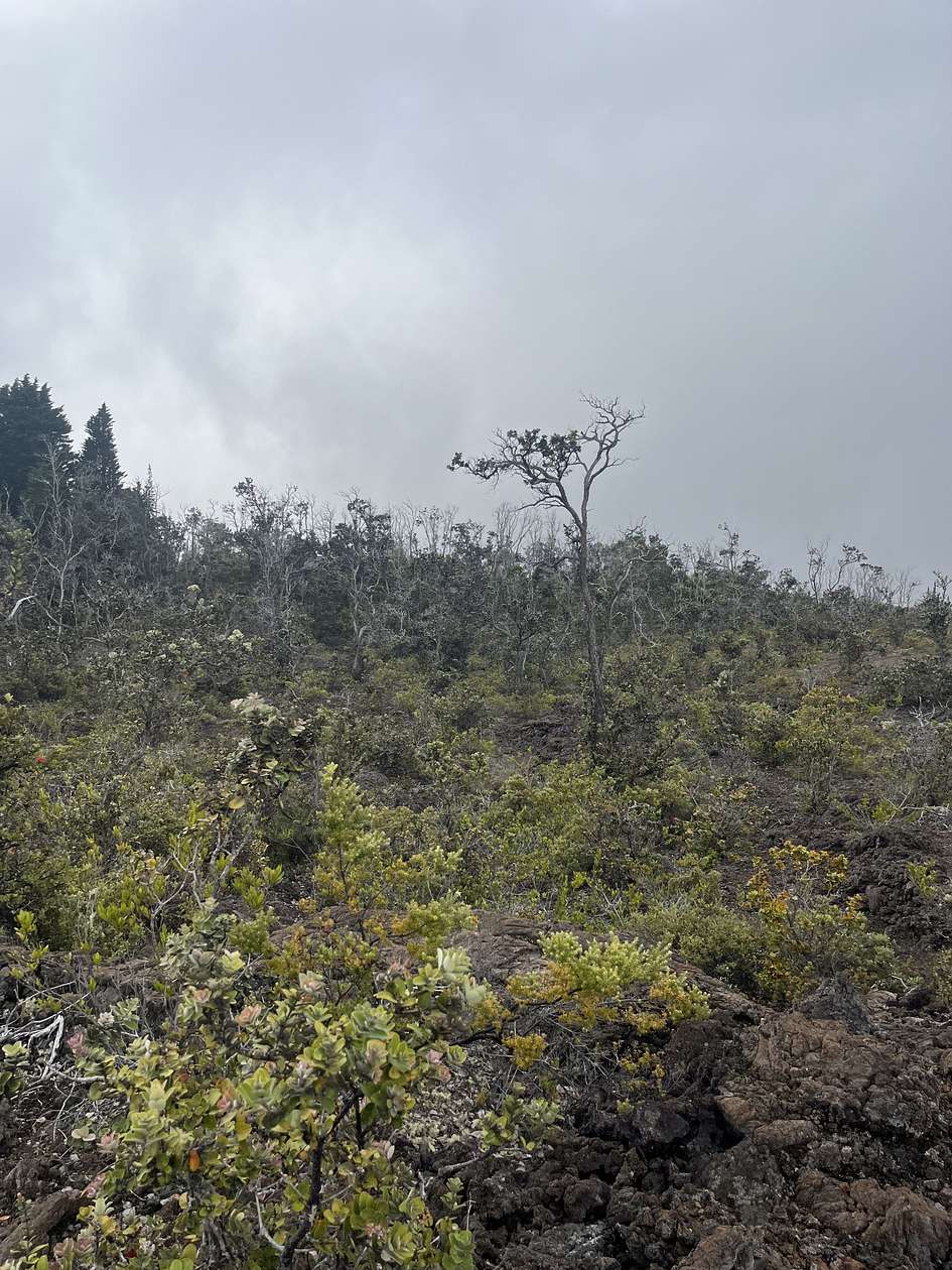 1.001 Acres of Land for Sale in Hawaiian Ocean View, Hawaii