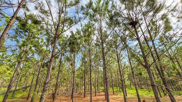 Looking Up At Pines On Property