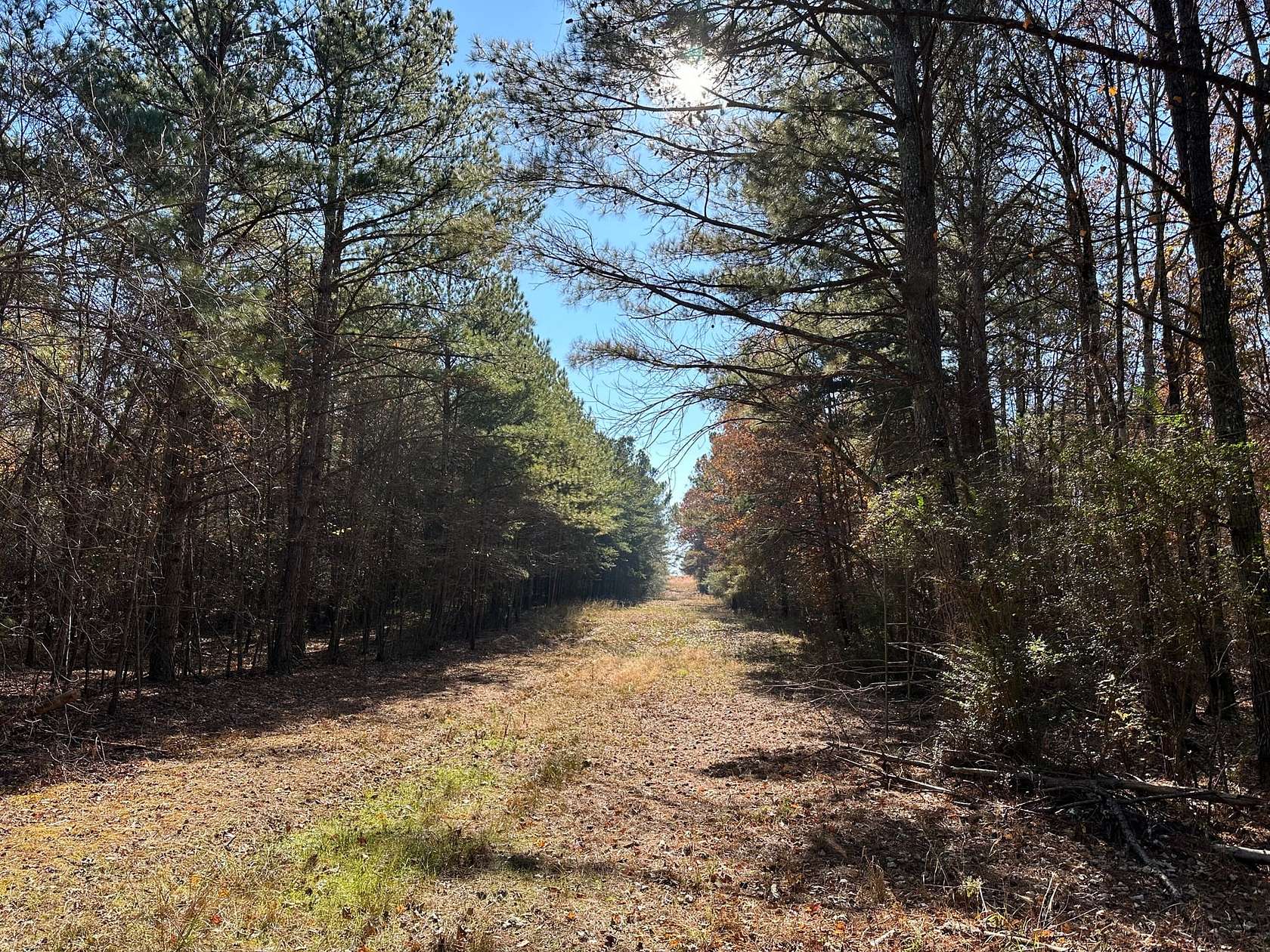 40 Acres of Recreational Land & Farm for Sale in Phil Campbell, Alabama