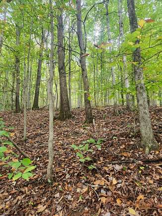 41.93 Acres of Recreational Land & Farm for Sale in Newberne, West Virginia