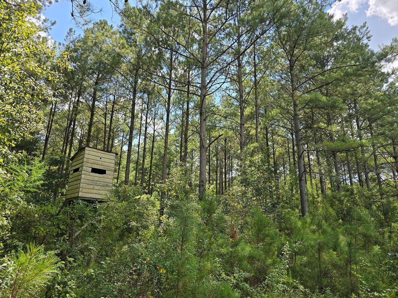 46 Acres of Recreational Land for Sale in Clio, Alabama