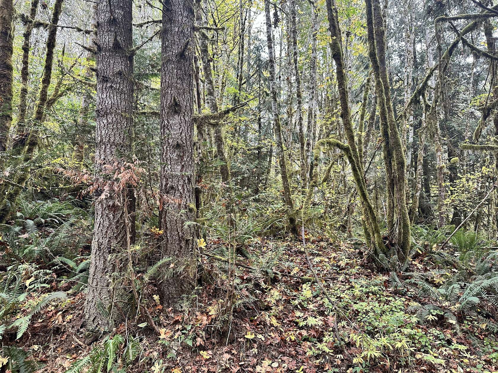 73.16 Acres of Recreational Land for Sale in Vernonia, Oregon