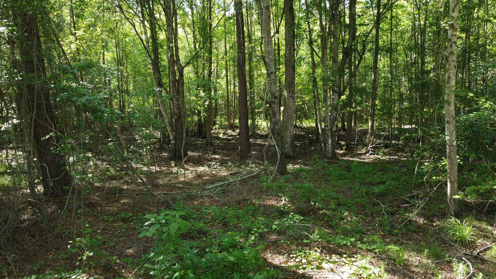 326 Acres of Recreational Land for Sale in Sniders Crossroads, South Carolina