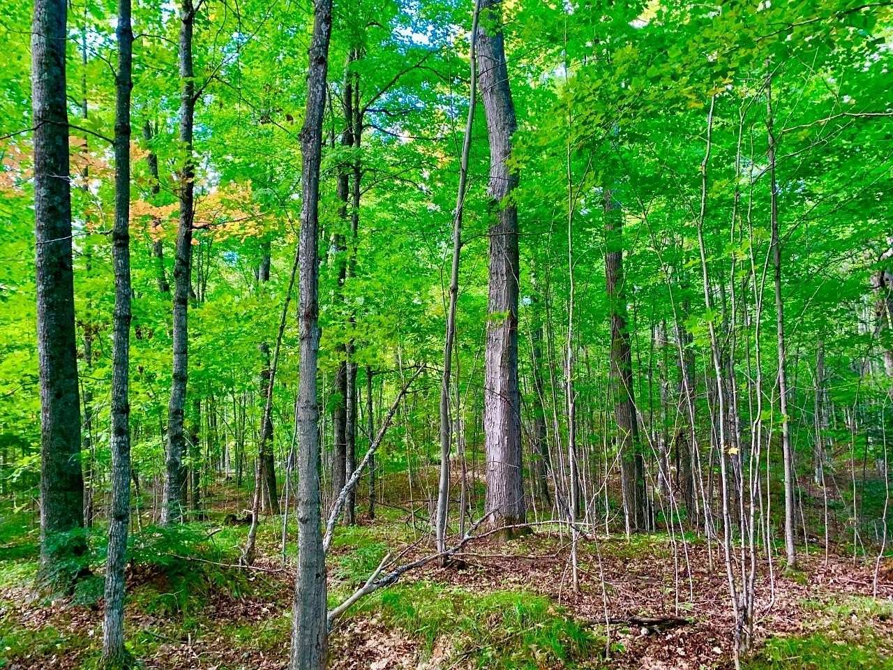 7.03 Acres of Residential Land for Sale in Summit Lake, Wisconsin