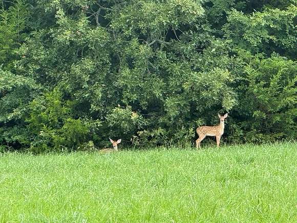 1.5 Acres of Residential Land for Sale in Pottsboro, Texas