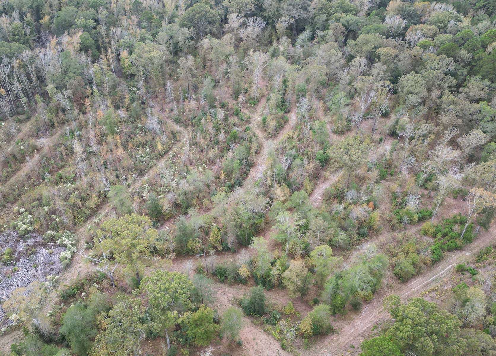 40 Acres of Recreational Land & Farm for Sale in Atlanta, Texas