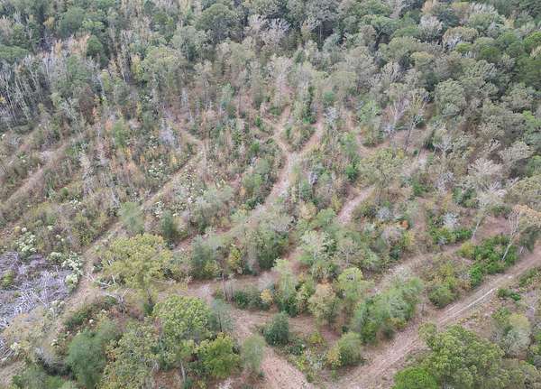 40 Acres of Recreational Land & Farm for Sale in Atlanta, Texas