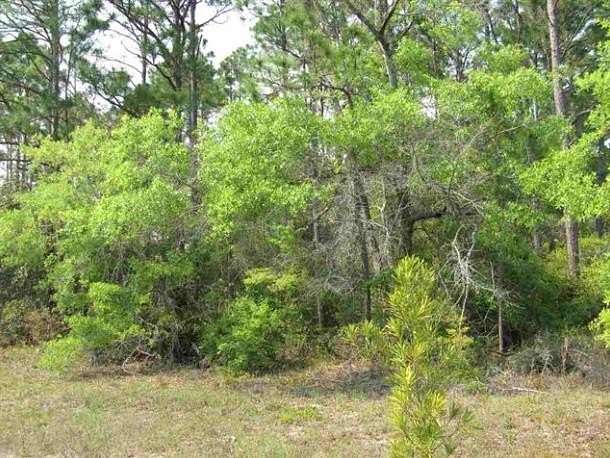 0.37 Acres of Residential Land for Sale in Panacea, Florida