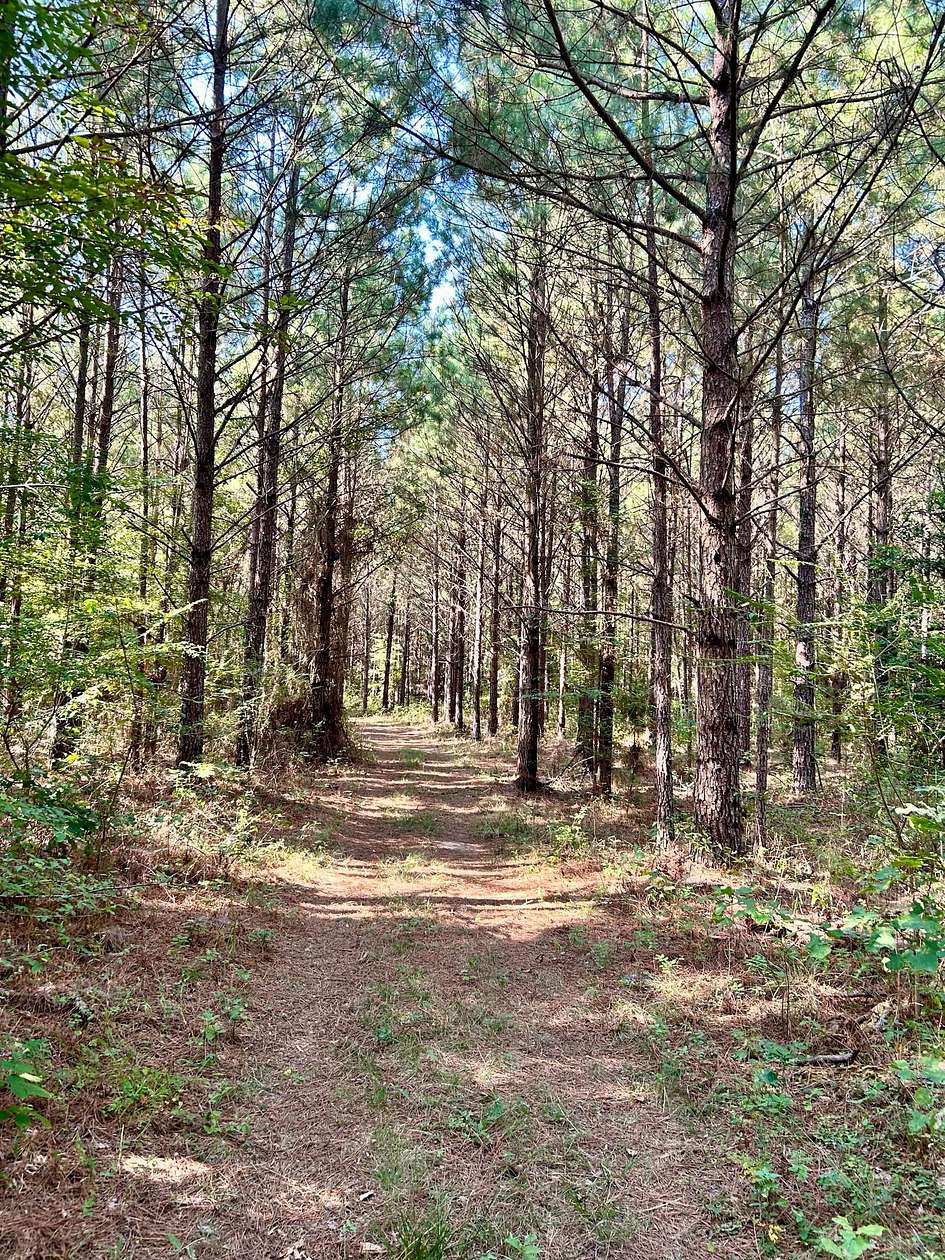 440 Acres of Recreational Land for Auction in Plain Dealing, Louisiana