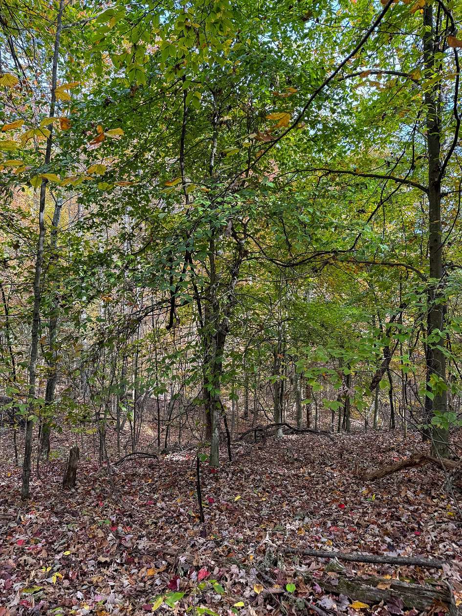 45 Acres of Recreational Land for Sale in Morehead, Kentucky