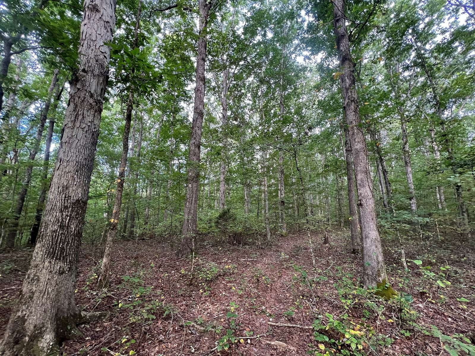 139 Acres of Recreational Land & Farm for Sale in Westpoint, Tennessee