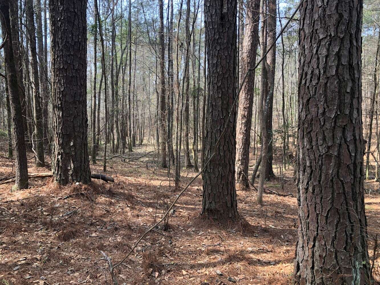 38 Acres of Recreational Land for Sale in Ethel, Mississippi