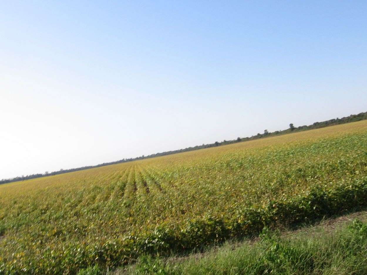 303.15 Acres of Agricultural Land for Sale in Sikeston, Missouri