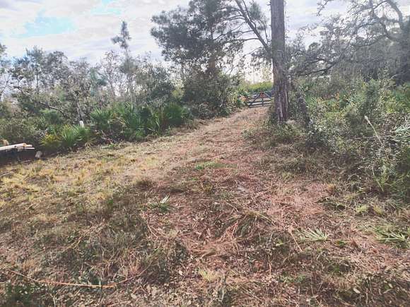 Cleared adjacent to drive for barn or home