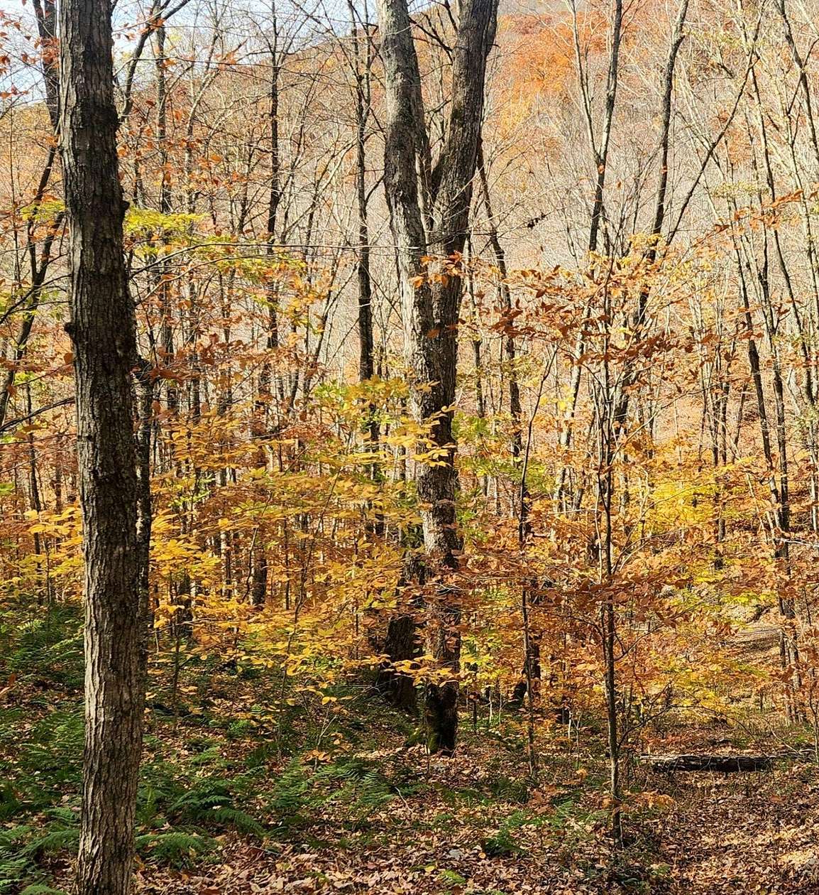 128 Acres of Recreational Land for Sale in Green Bank, West Virginia