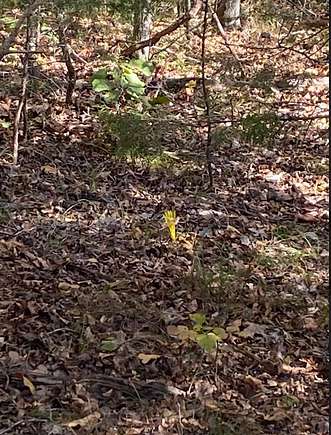 Yellow whisker marking the corner of lot