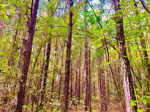 40 Acres of Recreational Land for Sale in Thomasville, Alabama