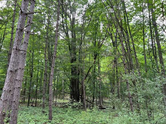 19.98 Acres of Recreational Land for Sale in Manistee, Michigan