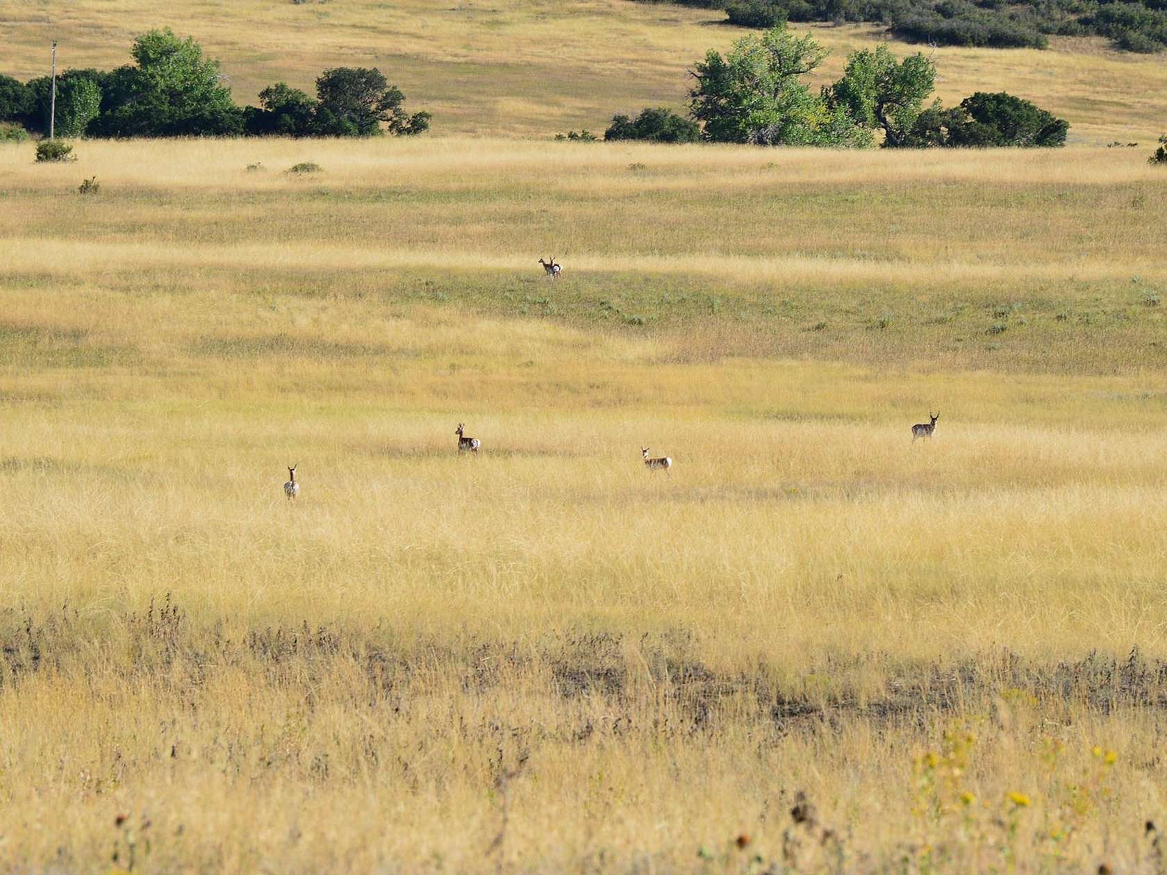 485 Acres of Recreational Land & Farm for Sale in Rye, Colorado