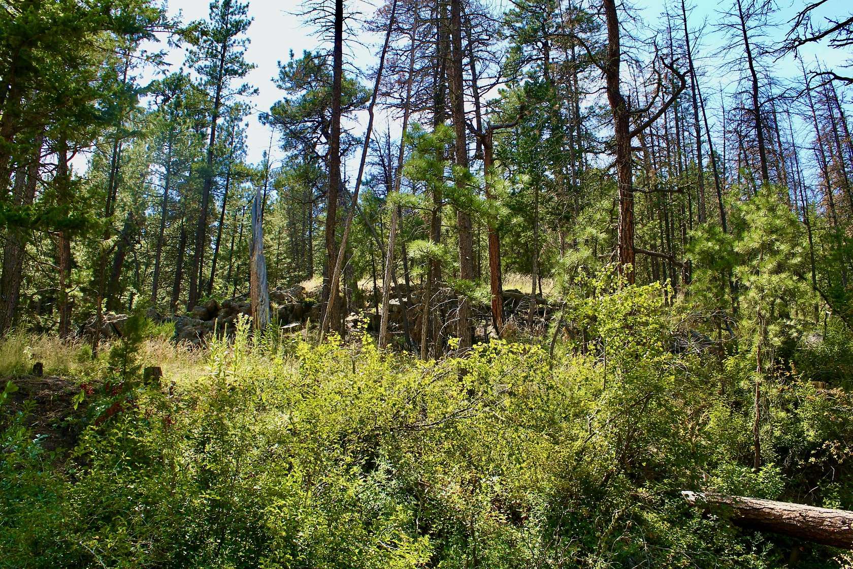 20.47 Acres of Recreational Land for Sale in Cascade, Montana