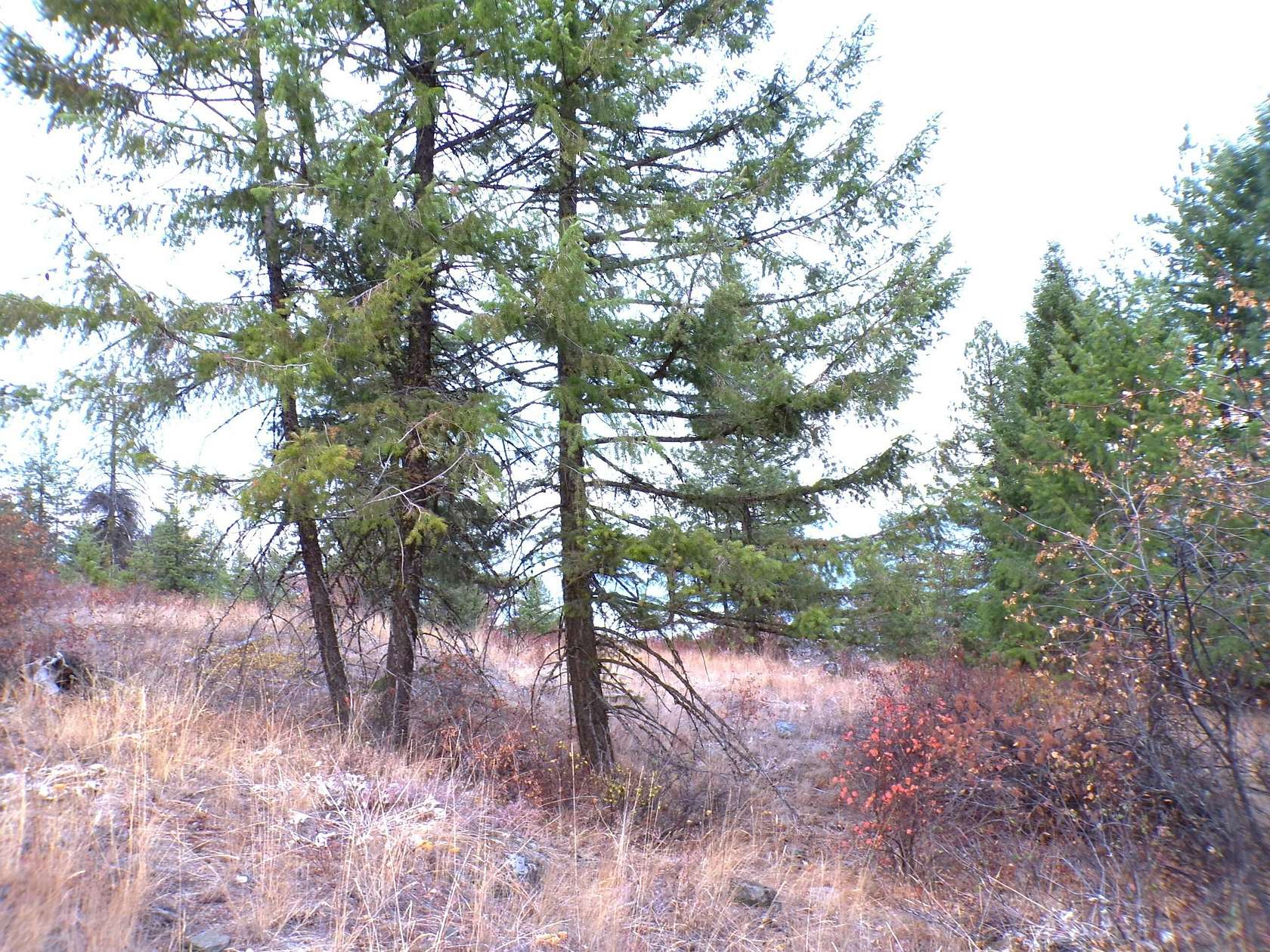 20 Acres of Recreational Land for Sale in Inchelium, Washington