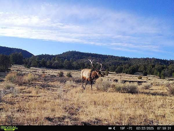 115 Acres of Recreational Land for Sale in Quemado, New Mexico