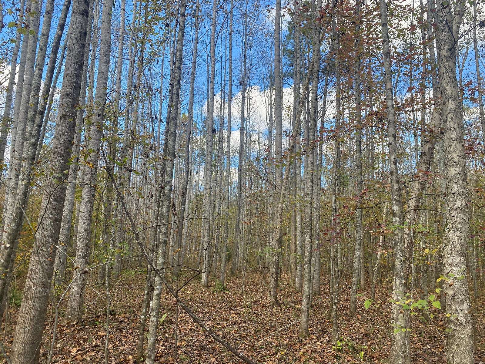 12.5 Acres of Land for Sale in Saltillo, Tennessee