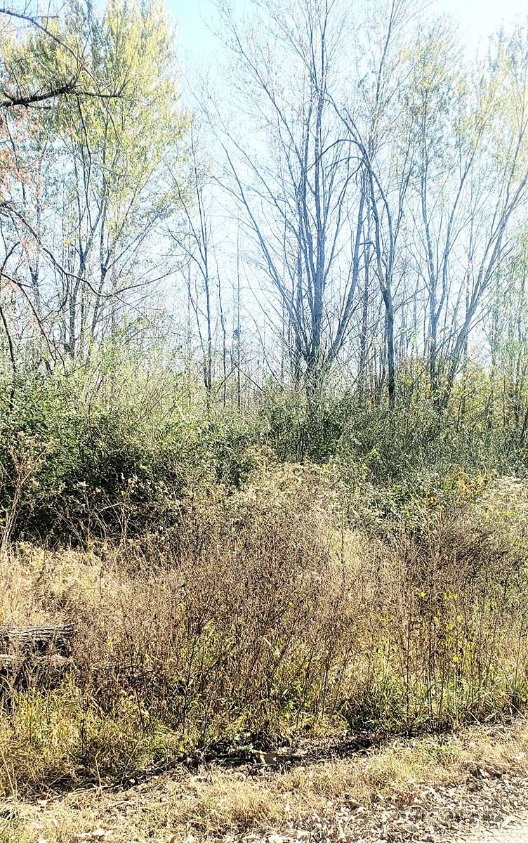 17 Acres of Recreational Land for Sale in Doniphan, Missouri