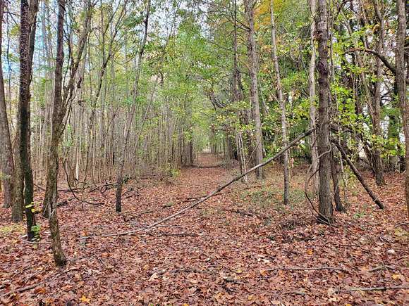 20 Acres of Recreational Land for Sale in Pollard, Arkansas