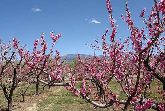 7.257 Acres of Land for Sale in Palisade, Colorado