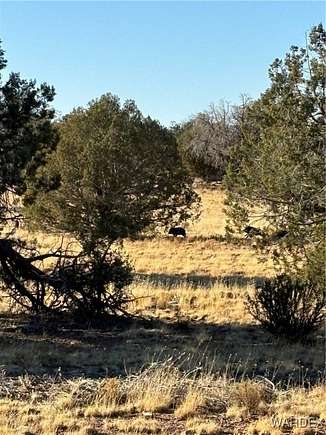 20 Acres of Agricultural Land for Sale in Seligman, Arizona