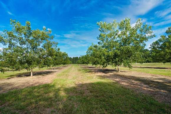 149.79 Acres of Agricultural Land for Sale in Baconton, Georgia