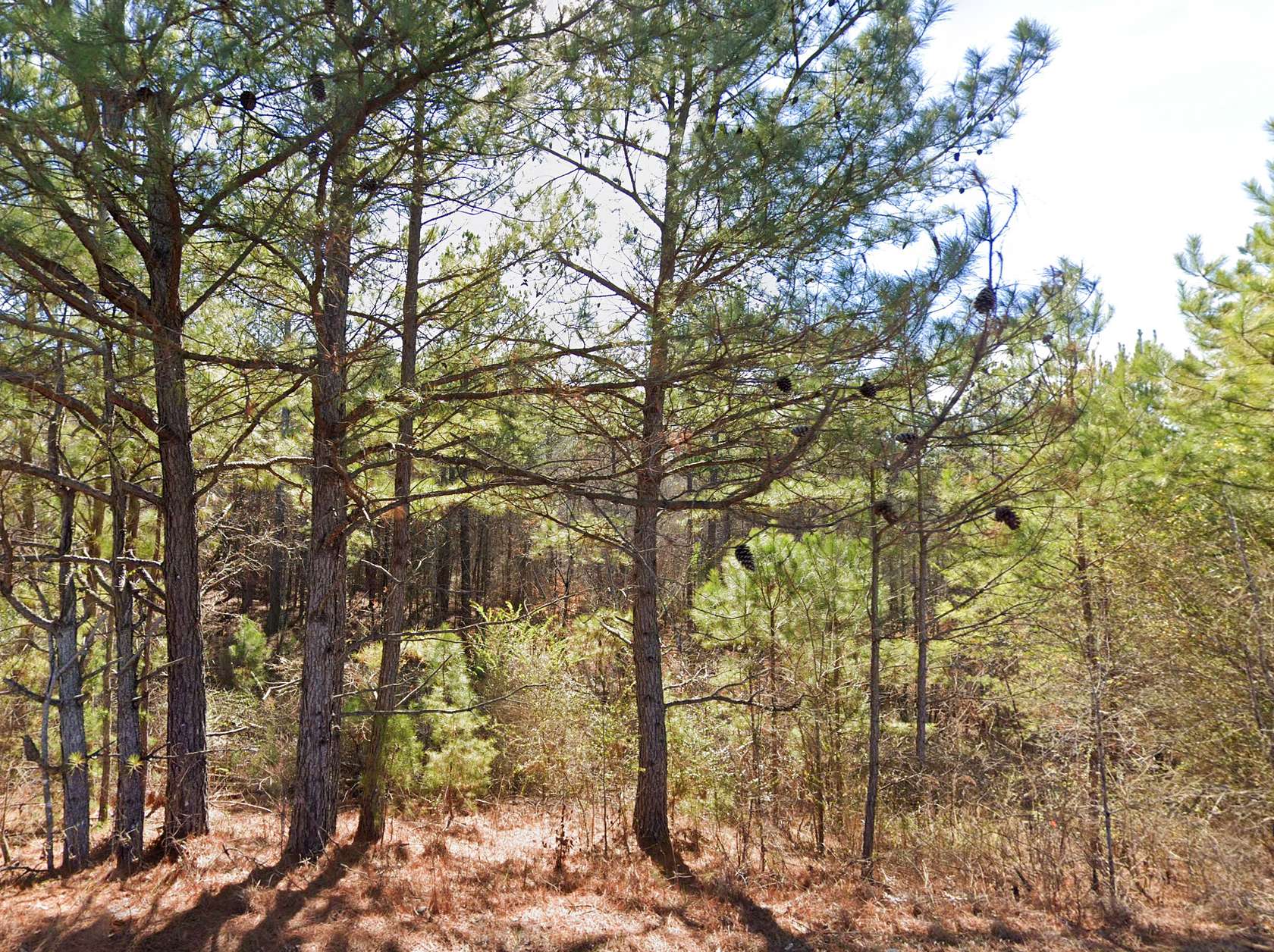 3.6 Acres of Residential Land for Sale in Cordova, Alabama