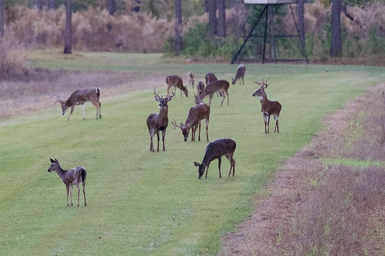 312.32 Acres of Land for Sale in Smoaks, South Carolina