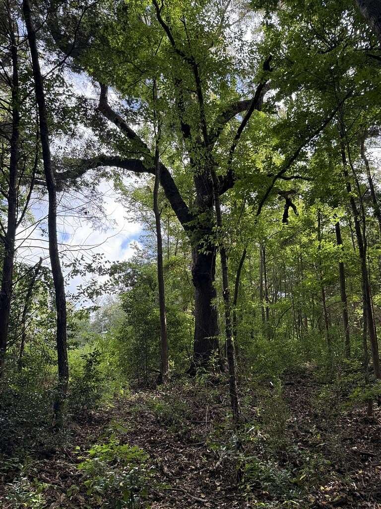 95.8 Acres of Recreational & Residential Land for Sale in Center, Texas