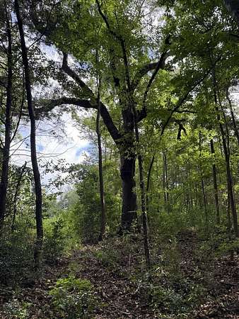 95.8 Acres of Recreational & Residential Land for Sale in Center, Texas