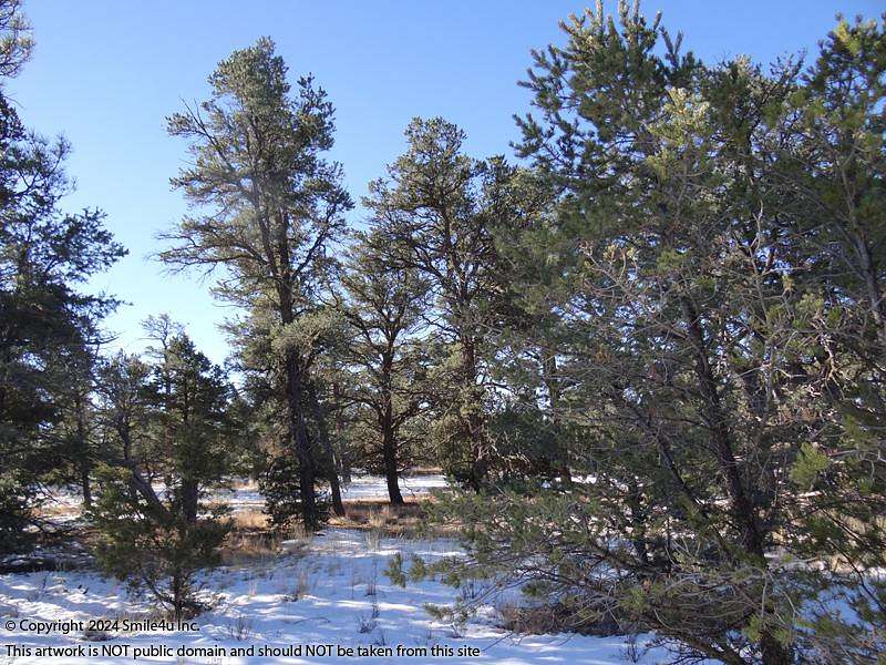 1.4 Acres of Residential Land for Sale in Pinehill, New Mexico