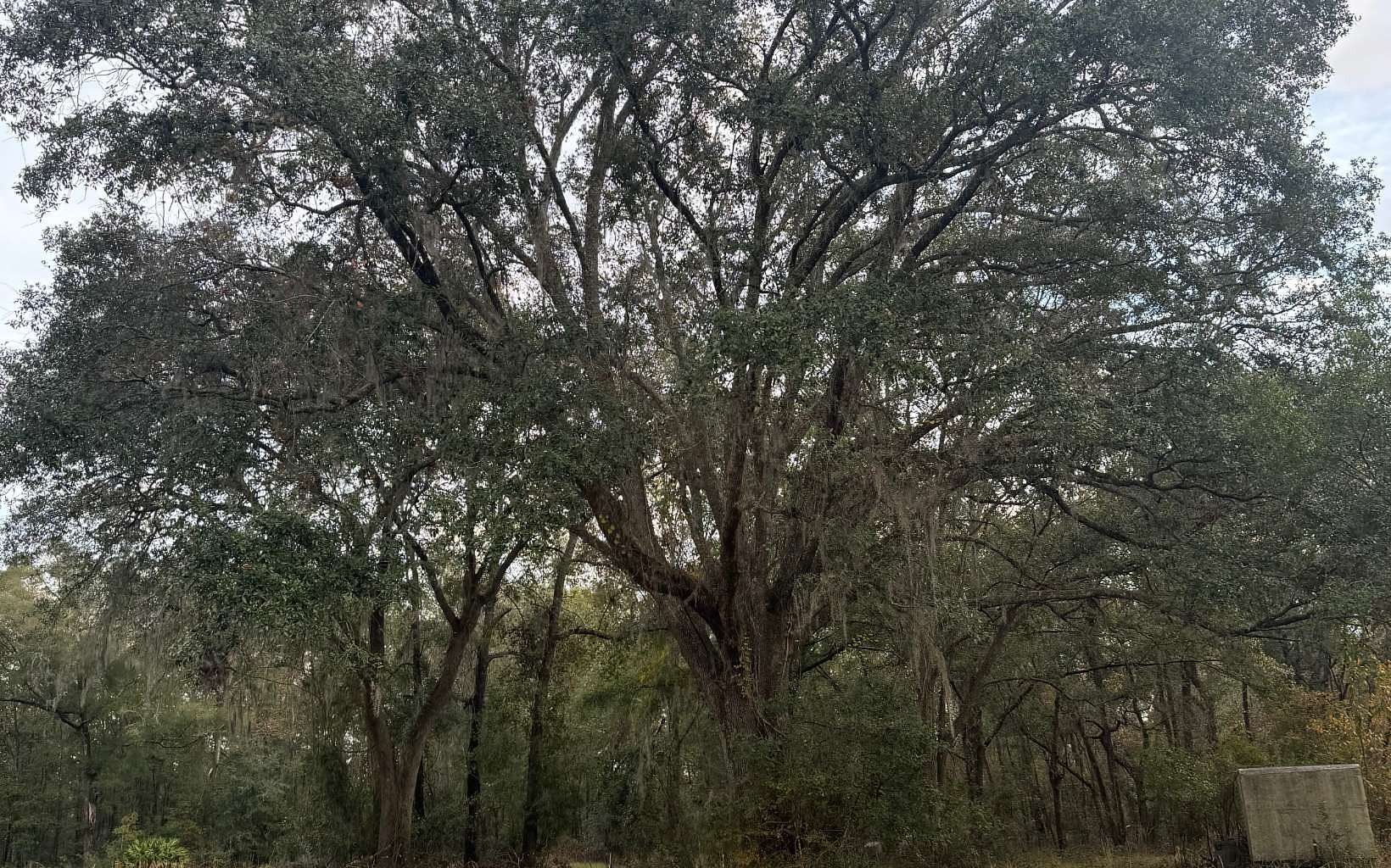 13.2 Acres of Land for Sale in Lake City, Florida