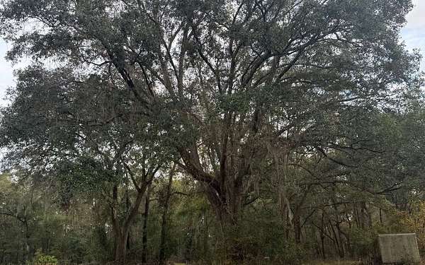 13.2 Acres of Land for Sale in Lake City, Florida