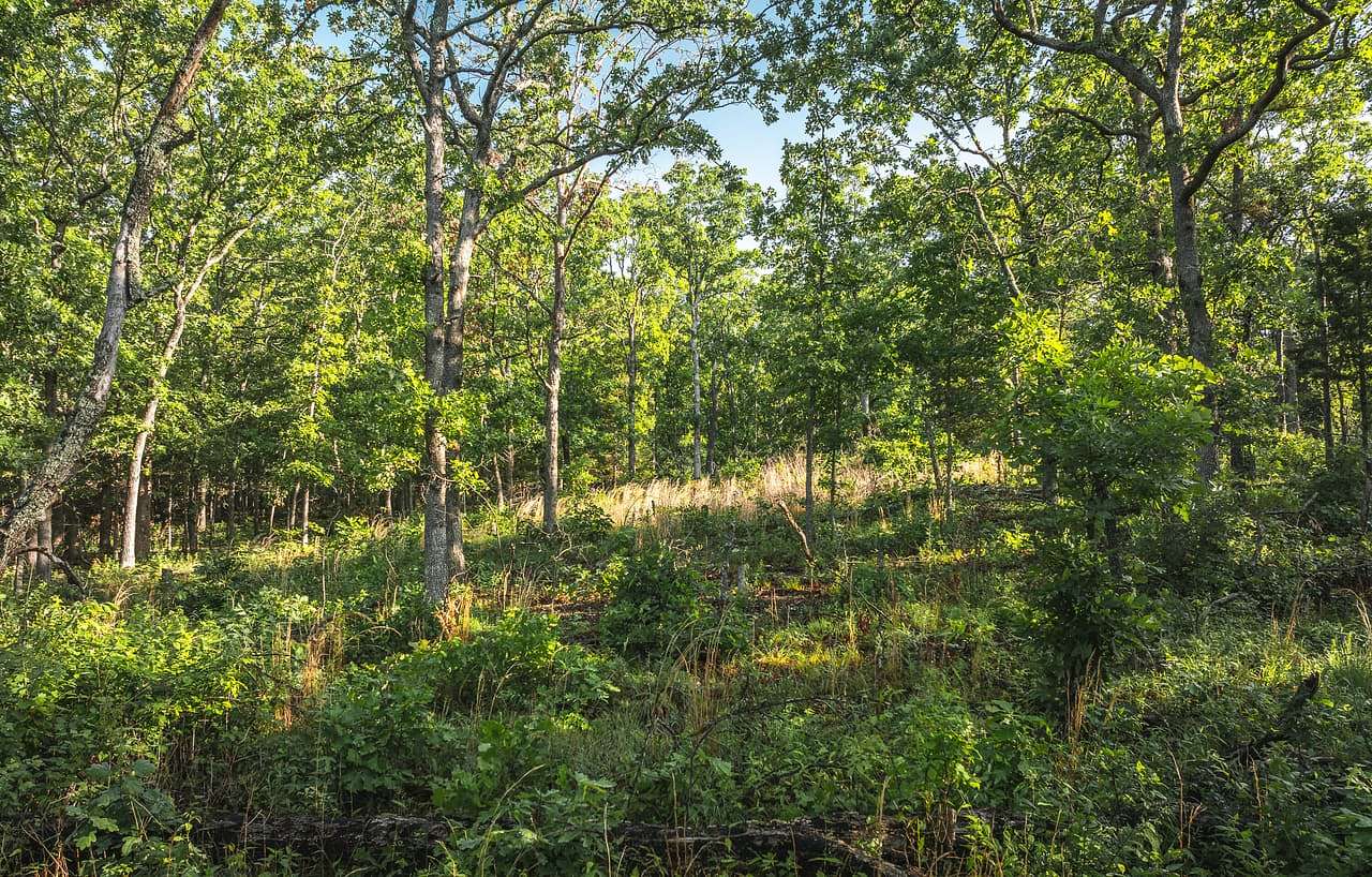 38 Acres of Recreational Land for Sale in Ellington, Missouri
