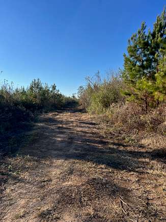 315 Acres of Recreational Land for Sale in Sawyerville, Alabama