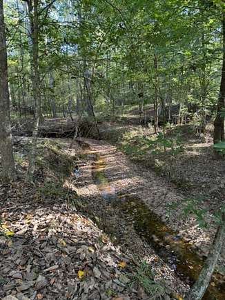 177 Acres of Recreational Land for Sale in McBride, Mississippi