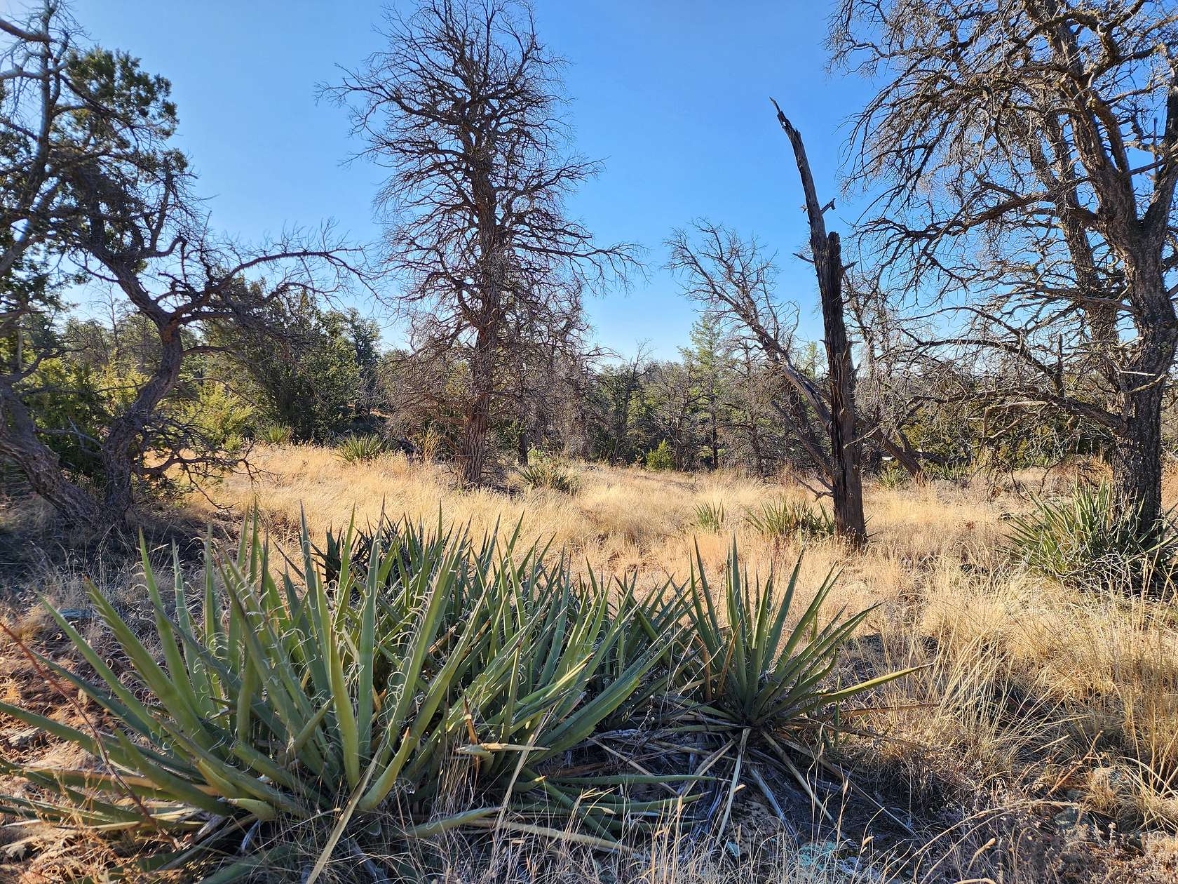 5 Acres of Land for Sale in Ramah, New Mexico